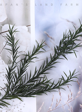 鹿苡大地农园日本保鲜花永生花配花配材寸寸金材茶树叶01250整包