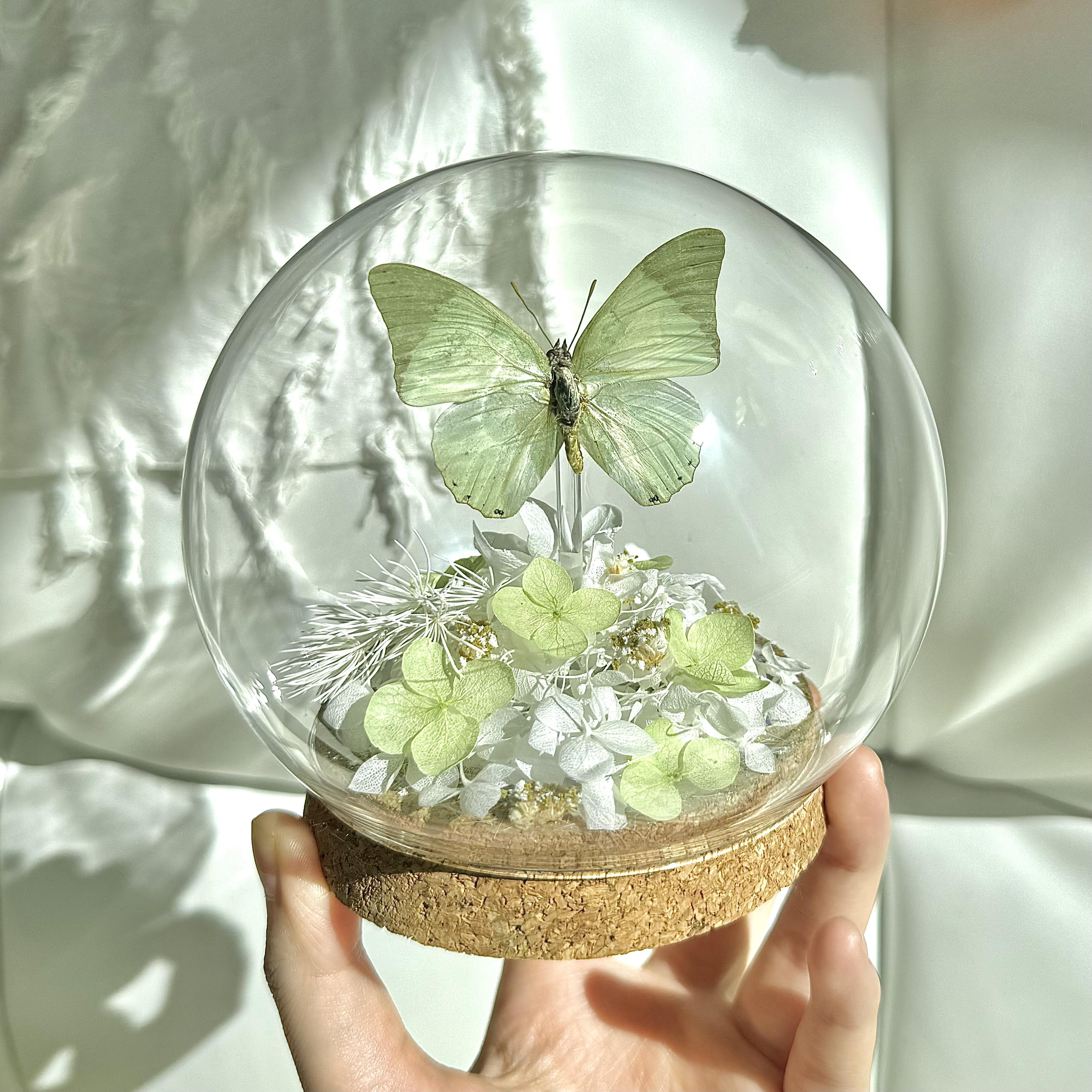 蝴蝶标本永生花玻璃罩摆件