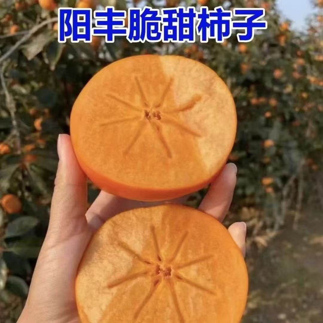嫁接阳丰脆甜柿子苗南北方阳台庭院种植盆栽地栽果树苗