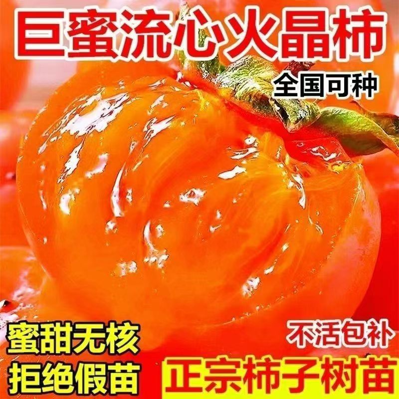 嫁接巨蜜流心火晶柿子苗南北方阳台庭院种植盆栽地栽果树苗