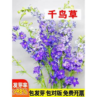 千鸟草小花飞燕草花种子籽四季种植开花易活盆栽花苗阳台庭院种孑