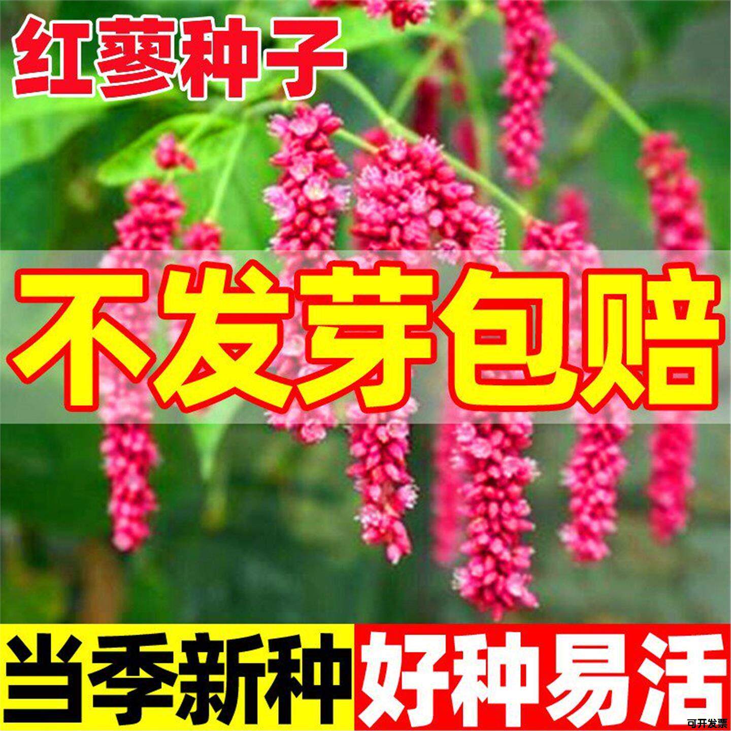 植物蓼种子大红东北籽东方中草药花卉种子红红草盆栽观赏新奇蓼蓼