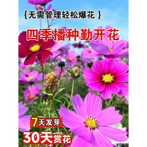 格桑花七彩四季播种开花种子