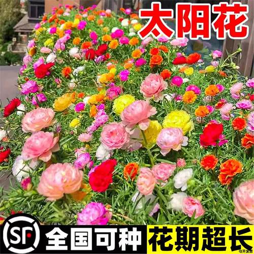 太阳花重瓣种子春秋开花可开发票