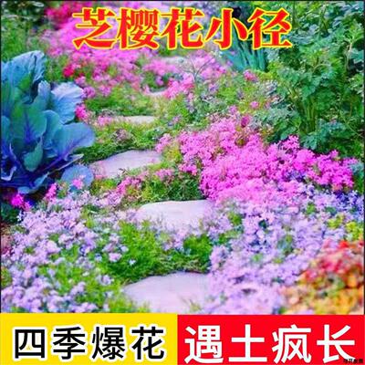 芝种子福禄考耐寒遇土疯长