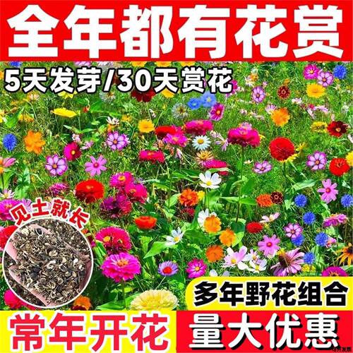 格桑花种子四季开花庭院可开发票