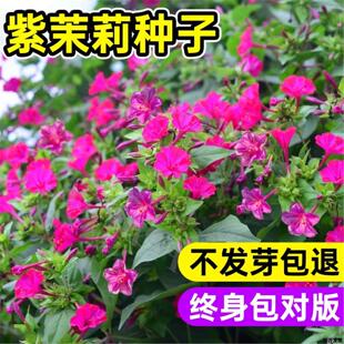 紫茉莉种子籽夜来香地雷花四季花卉大全花期超长园林路边绿化植物