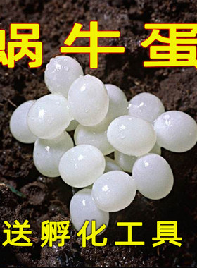 大小白玉蜗牛卵宠物孵化卵蜗牛蛋