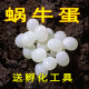 白玉蜗牛卵蜗牛卵可孵化卵蜗牛蛋有生命 卵能孵化蜗牛蛋套餐学生