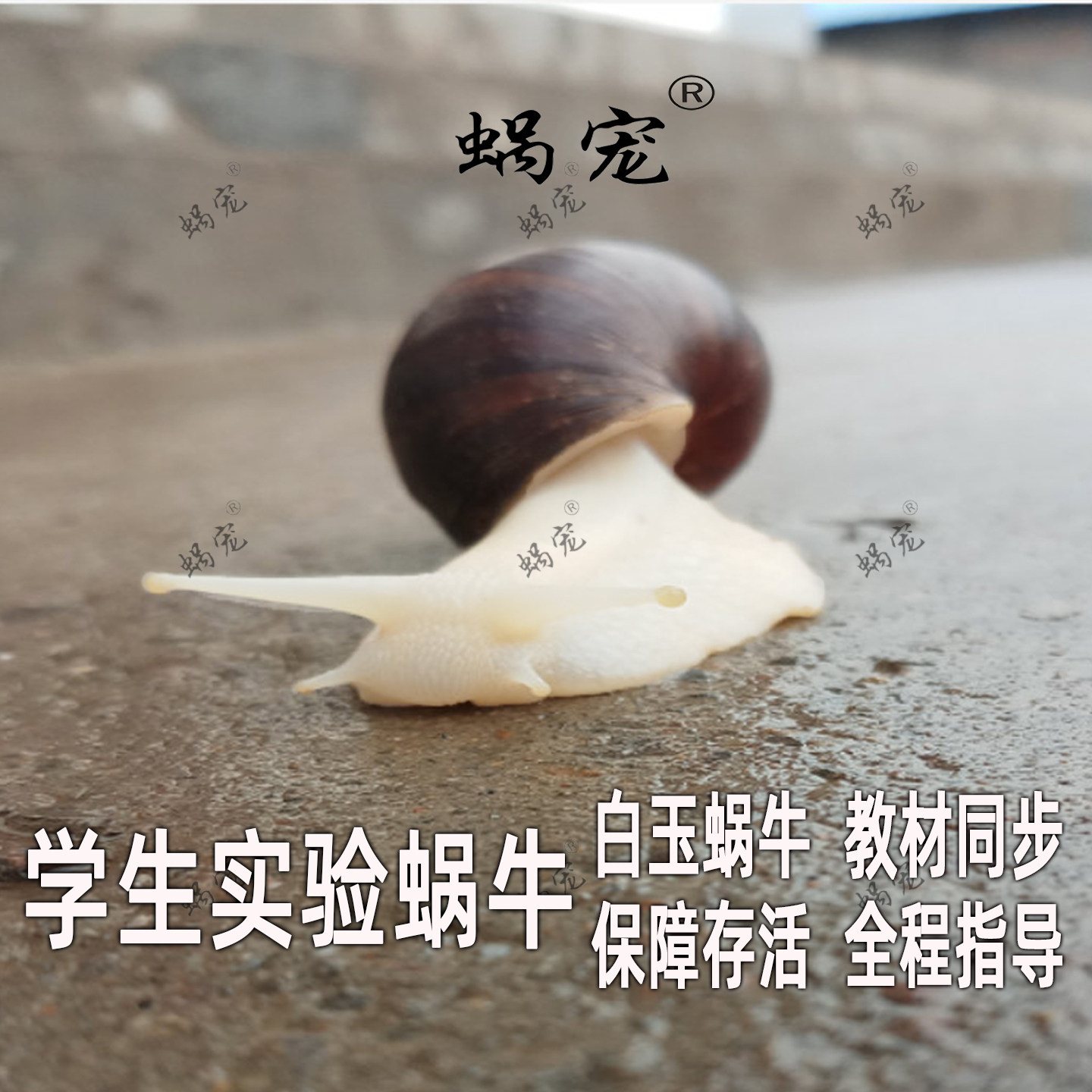 宠物蜗牛白玉蜗牛活体学生幼儿园观赏小蜗牛养殖食用巨型特大蜗牛