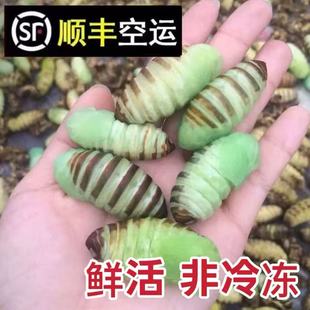 东北小神仙绿蚕蛹鲜活小神仙蛹薄皮嫩蚕蛹蝉蛹茧蛹柞蚕蛹顺丰包邮