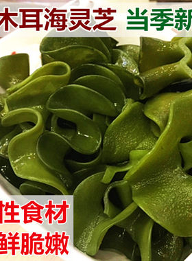 新鲜海灵芝盐渍海木耳火1500g锅凉拌海白菜孢子叶裙带菜梗耳朵