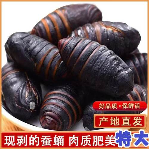 东北大茧蛹鲜活蚕蛹A级柞蚕蛹黄黑带皮蝉蛹食补高蛋白辅食1000克