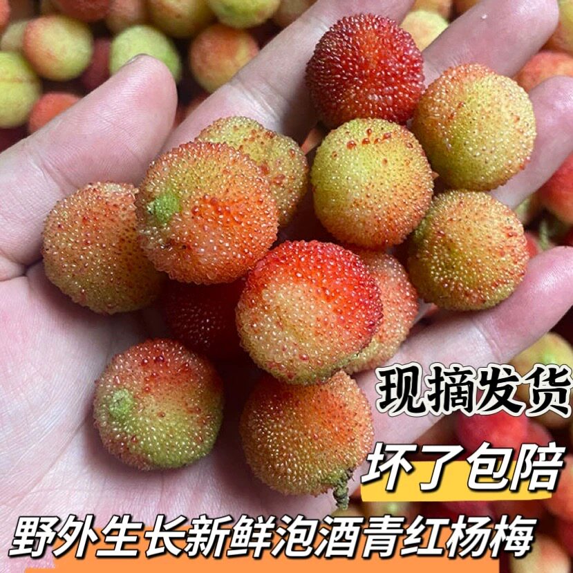 25年高山杨梅鲜果云南野生青红杨梅新鲜孕妇开胃酸水果泡酒专用梅