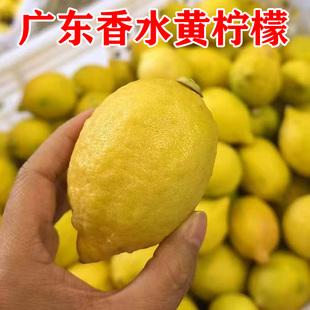新鲜黄柠檬树上熟广东香水柠檬黄果榨汁奶茶店黄柠檬商用