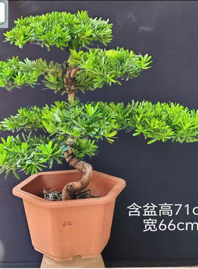 佛山陈村花卉菊花芯罗汉松造型绿植办公室庭院阳台高端摆件菊花芯