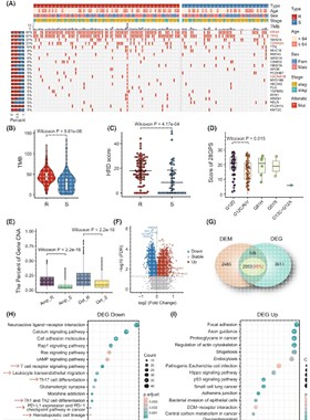 生信分析GEO,TCGA,GSEA,WGCNA,KEGG差异基因通路富集网络药理PPI