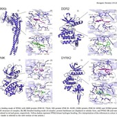 共价对接 RNA 批量虚拟筛选 分子对接 蛋白与蛋白 DNA 蛋白 柔性