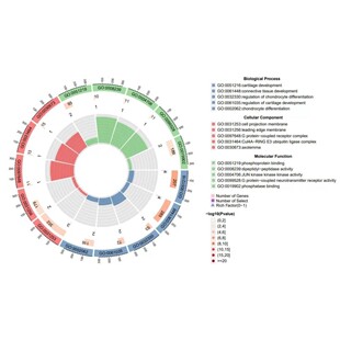 RNA seq测序数据挖掘结果可视化生信分析 TCGA 单细胞数据分析GEO