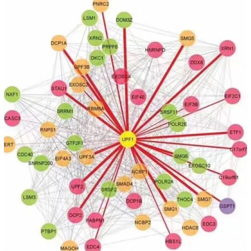 进化树根系 root 外群 选择 rooting 系统发育 基础
