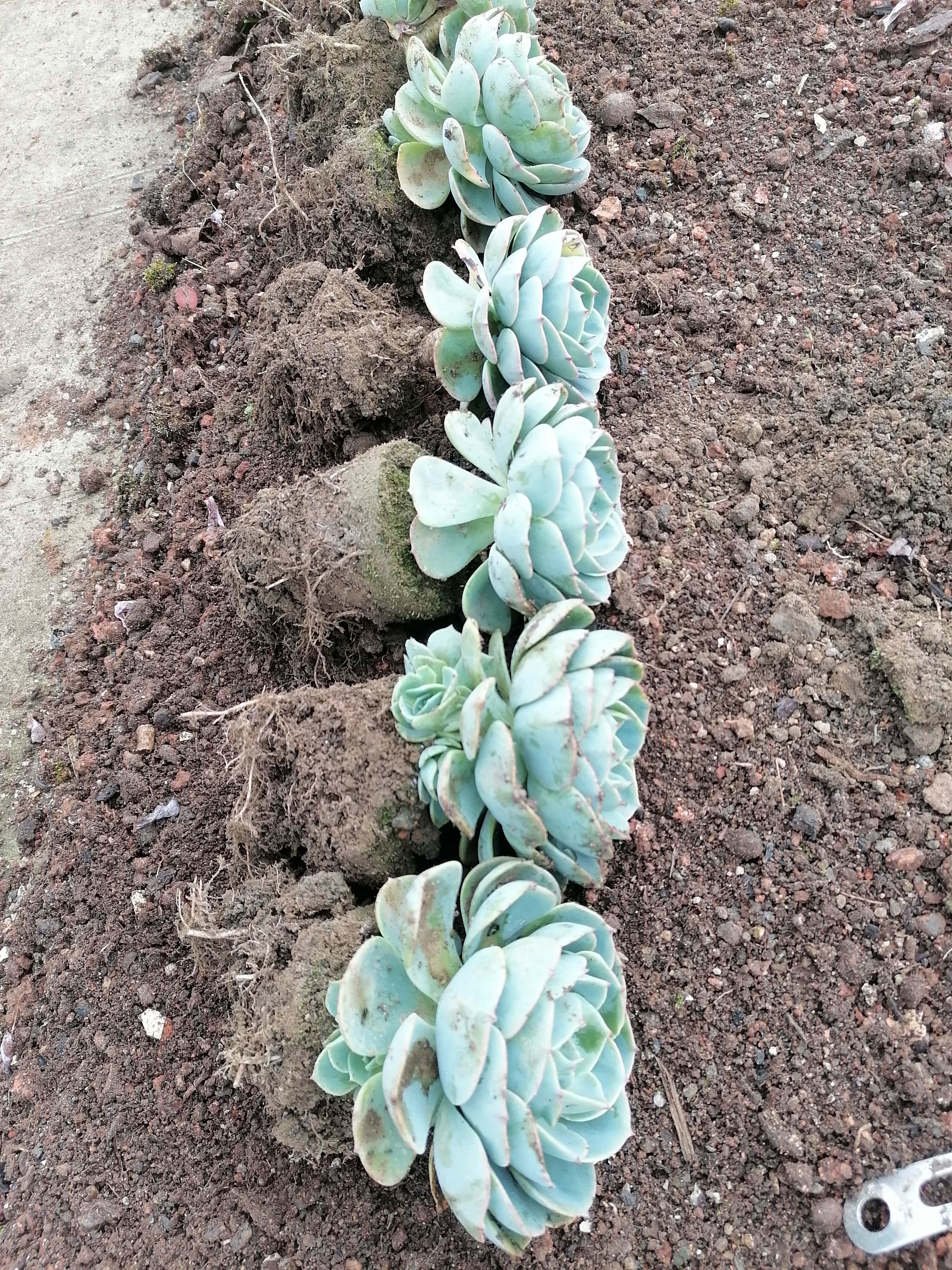 多肉植物露养玉蝶大单头阳台楼顶盆栽绿植花卉