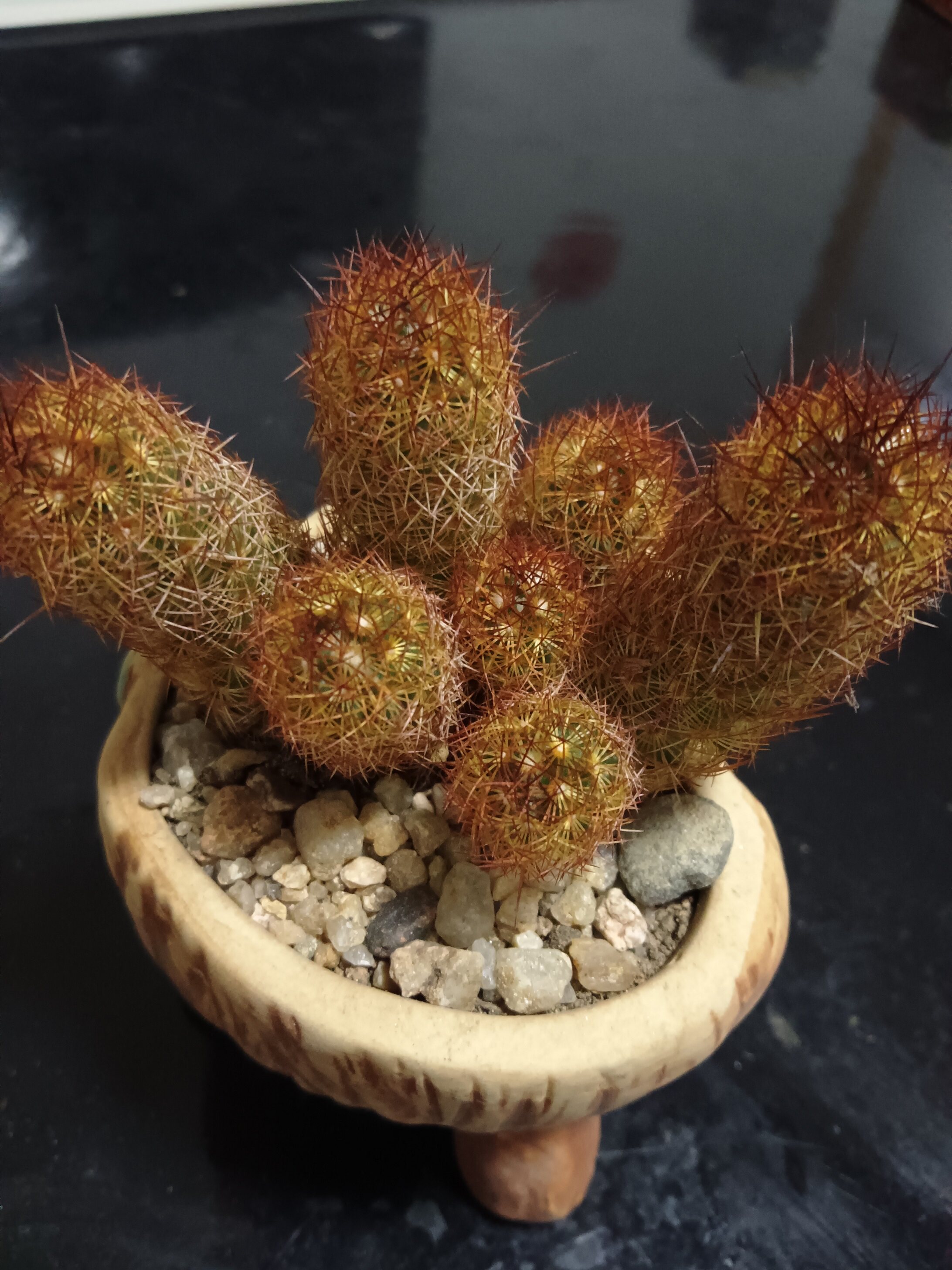金手指 银手指 仙 人球开花多肉植物创意仙人掌小盆栽办公室小盆