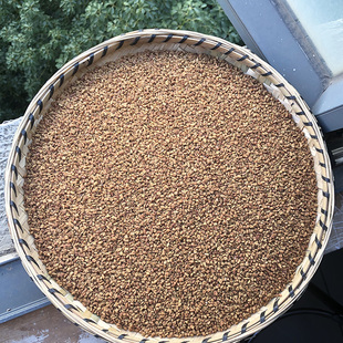 葫芦巴 云南地产葫芦巴芦巴 农家野外生晒芦巴子粉茶胡芦巴籽胡芦