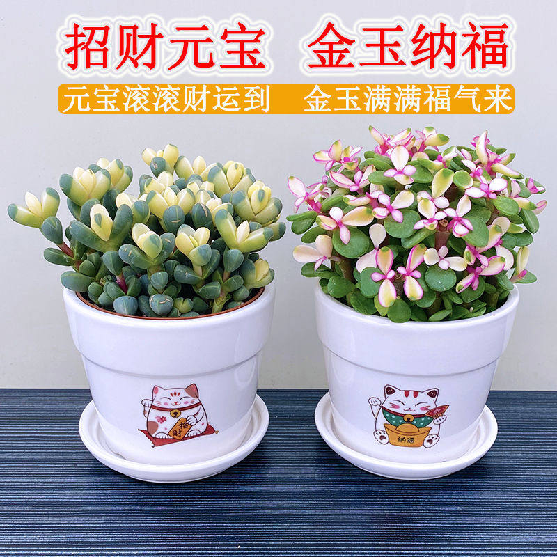 招财植物元宝金枝花多肉植物室内绿植花卉办公室桌面懒人好养盆栽