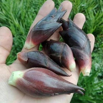 新鲜阳荷姜当天现挖阳和姜洋火姜野生阳荷洋胡姜农家蔬菜包邮