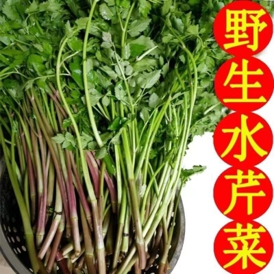 现摘现发农家水芹菜新鲜蔬菜野芹菜绿色当季水培时令净菜浙江包邮