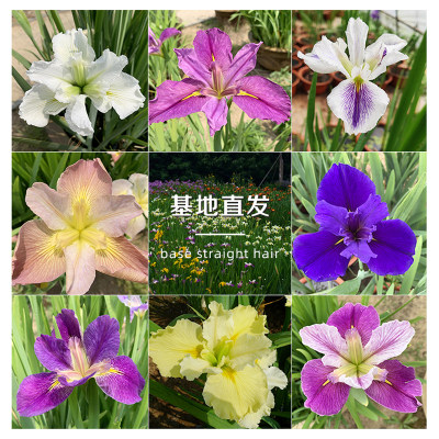 路易斯安娜鸢尾美国进口苗花园庭院花坛户外别墅植物常绿水生世界