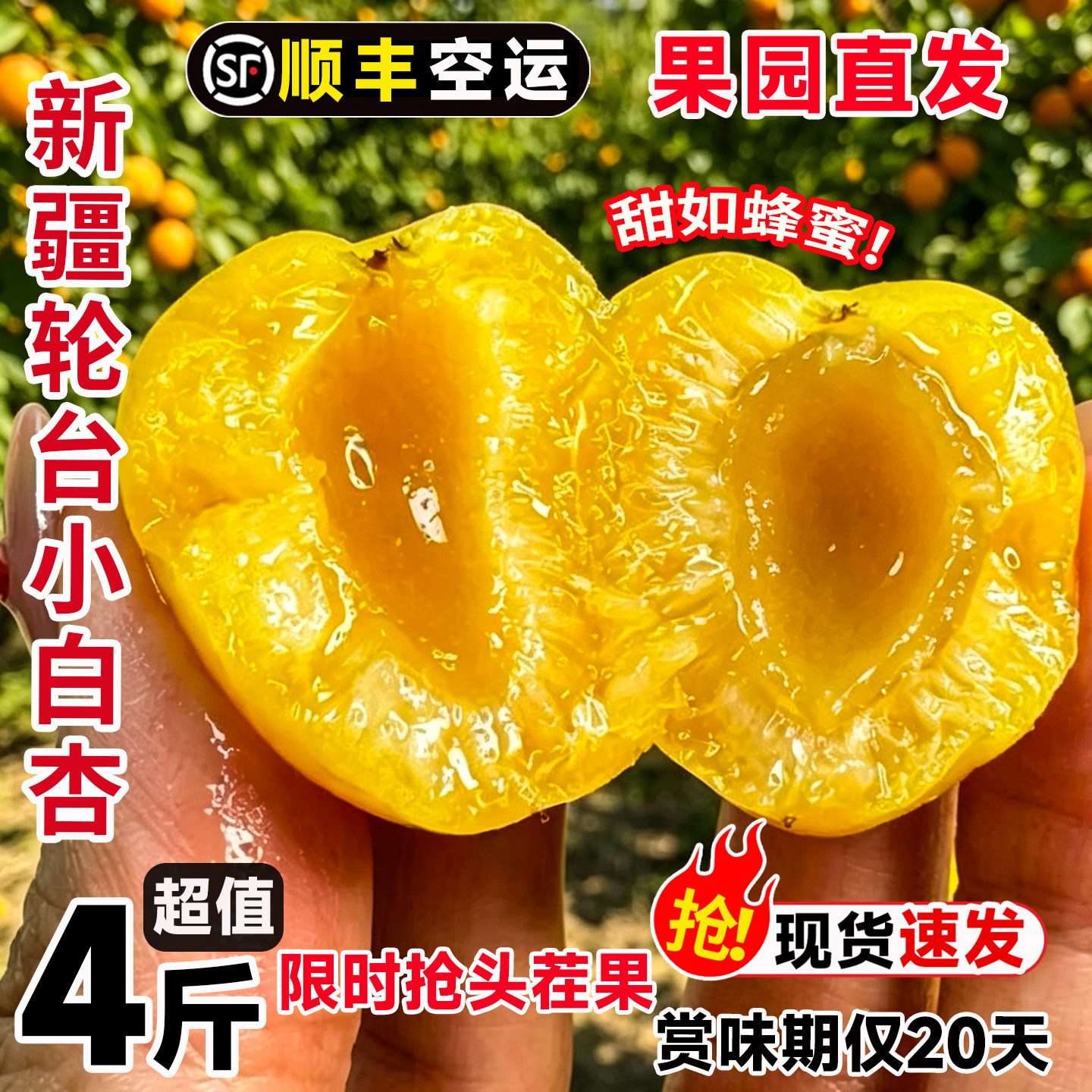 新疆库车轮台小白杏新鲜水果当季白杏子软糯香甜礼盒装顺丰空运