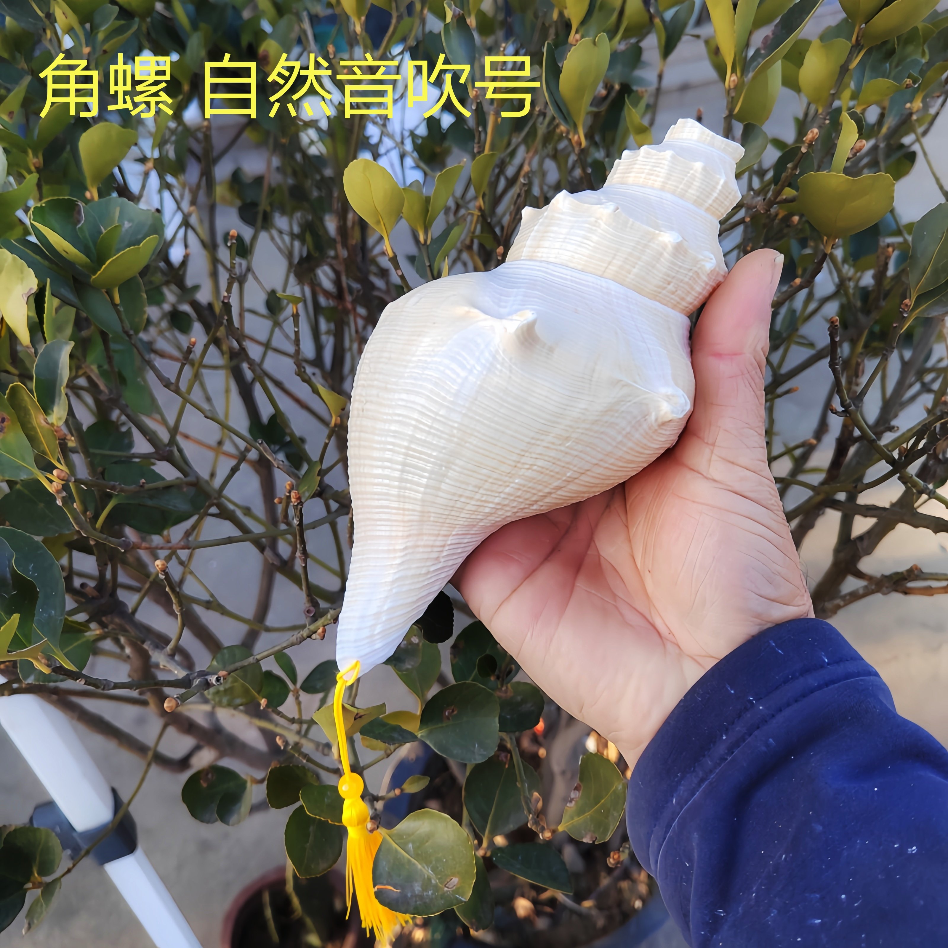 天然号角螺 大香螺 公海螺吹号 自然音响螺道士法师螺海螺贝壳