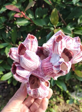 天然紫藤壶海石花鱼窝躲避