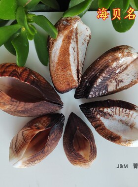 天然贝壳鞋魁贝壳 靴贝自然对贝壳 收藏观赏标本创意鱼缸造景摆件