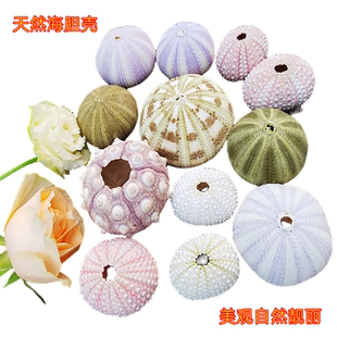 天然海胆壳紫色海胆灯火海胆勋章海胆创意装饰造景海胆灯造型