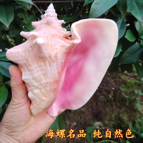 天然海螺女王螺胭脂螺包邮