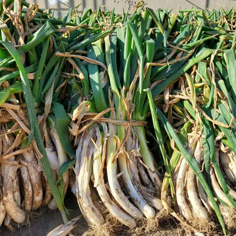 东北山地葱 土葱 东北农家大葱新鲜蔬菜 大葱绿葱蘸酱菜葱花