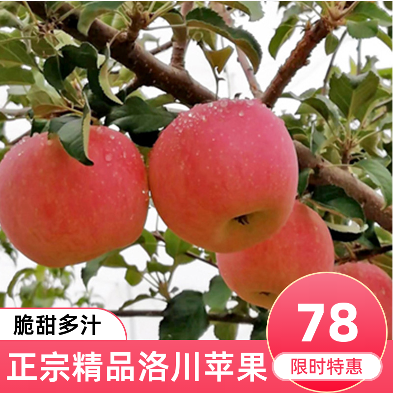 陕西正宗延安洛川脆甜精品红富士