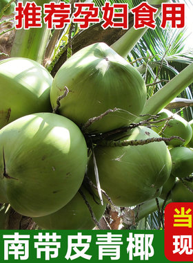 海南椰子文昌三亚带皮青椰大果小孩孕妇现摘健康水果新鲜绿色椰青