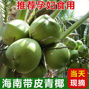 海南椰子文昌三亚带皮青椰大果小孩孕妇现摘健康水果新鲜绿色椰青
