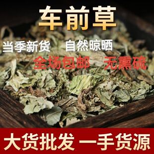 车前草中药材野生车前中草药茶新鲜晒干车轮菜切片精选新货可泡茶