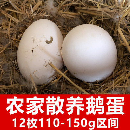 土鹅蛋正宗农家散养鹅蛋120-150g孕妇去胎毒新鲜东北大鹅蛋12顺丰