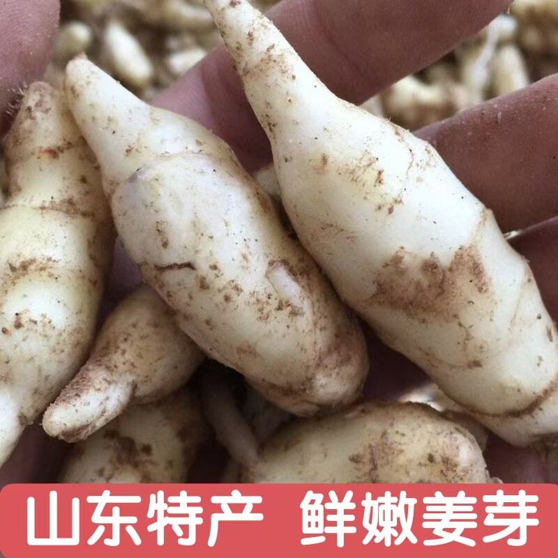 嫩姜姜芽仔姜新鲜包邮五斤小嫩姜芽鲜姜山东生姜醋泡姜红芽姜牙仔