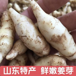 嫩姜姜芽仔姜新鲜包邮五斤小嫩姜芽鲜姜山东生姜醋泡姜红芽姜牙仔
