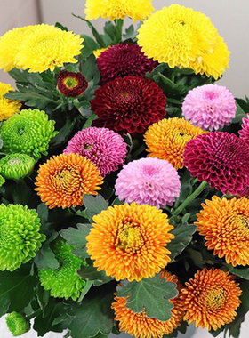 春季花卉苗木乒乓菊花苗多季开花绿植物盆栽庭院阳台地栽易活好养