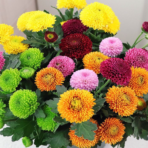 春季花卉苗木乒乓菊花苗多季开花绿植物盆栽庭院阳台地栽易活好养