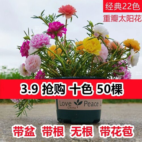 重瓣太阳花苗宿根混色植物绿植花卉盆栽四季开花带根带花苞发货