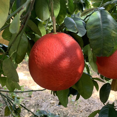 【顺丰】容县暹罗红柚香柚香水柚子广西新年结婚新居喜庆拜神开业