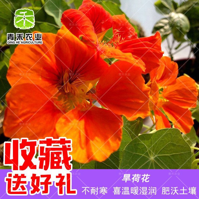 旱荷花种子 旱金莲盘旋鸟睡莲 金莲花四季播庭院观赏花卉园林